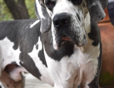 Hollywood Jack Hollywood Jack Great Dane