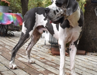 Hollywood Jack Hollywood Jack Great Dane