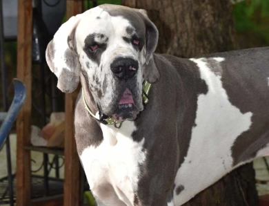 Hollywood Jack Hollywood Jack Great Dane