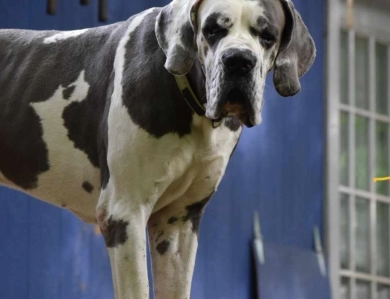 Hollywood Jack Hollywood Jack Great Dane