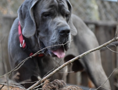 Big Boy Gunner Big Boy Gunner Great Dane