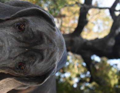 Big Boy Gunner Big Boy Gunner Great Dane
