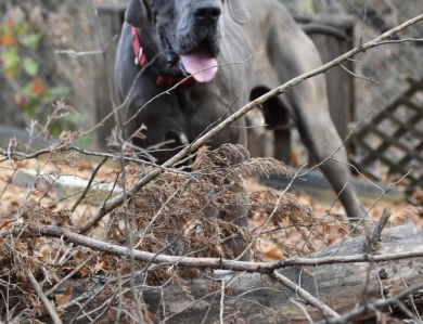 Big Boy Gunner Big Boy Gunner Great Dane
