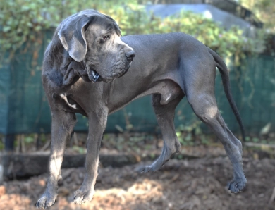 Big Boy Gunner Big Boy Gunner Great Dane