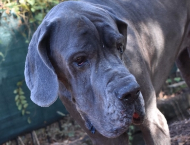 Big Boy Gunner Big Boy Gunner Great Dane