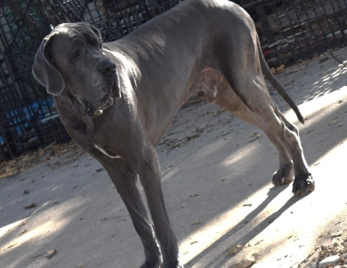 Big Boy Gunner Big Boy Gunner Great Dane