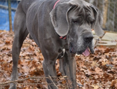 Big Boy Gunner Big Boy Gunner Great Dane