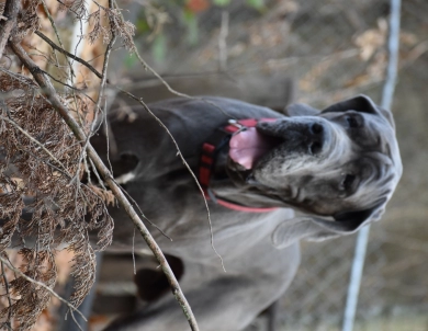 Big Boy Gunner Big Boy Gunner Great Dane