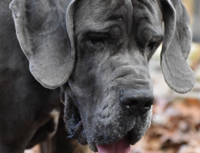 Big Boy Gunner