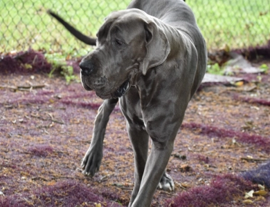 Kathryn Kennedy Kathryn Kennedy Great Dane