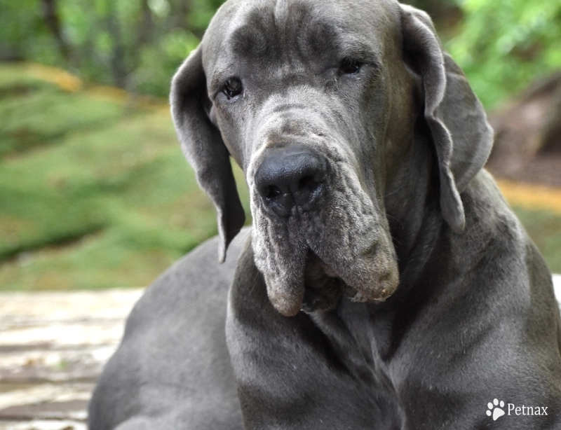Kathryn Kennedy Great Dane