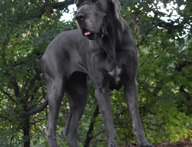 Kathryn Kennedy Kathryn Kennedy Great Dane