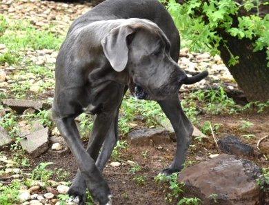 Kathryn Kennedy Kathryn Kennedy Great Dane