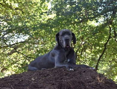 Kathryn Kennedy Kathryn Kennedy Great Dane