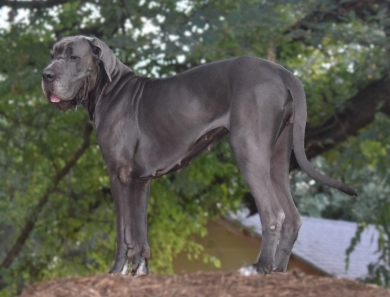Kathryn Kennedy Kathryn Kennedy Great Dane