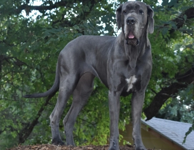 Kathryn Kennedy Kathryn Kennedy Great Dane