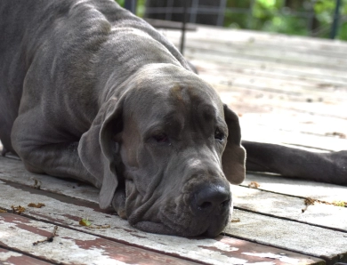 Kathryn Kennedy Kathryn Kennedy Great Dane