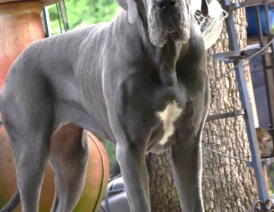 Kathryn Kennedy Kathryn Kennedy Great Dane