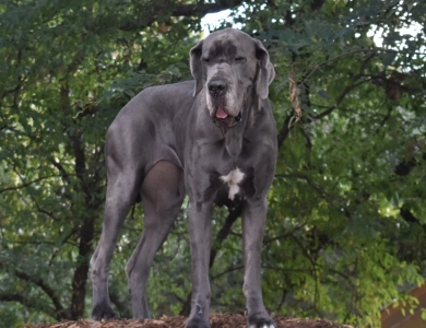 Kathryn Kennedy Kathryn Kennedy Great Dane