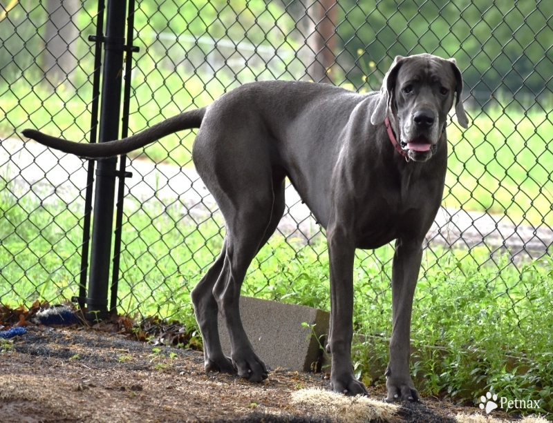 Jessi Jane Great Dane