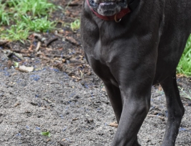 Jessi Jane Jessi Jane Great Dane