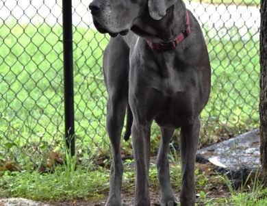 Jessi Jane Jessi Jane Great Dane