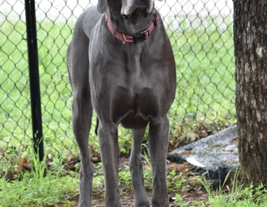 Jessi Jane Jessi Jane Great Dane