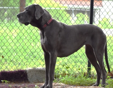Jessi Jane Jessi Jane Great Dane