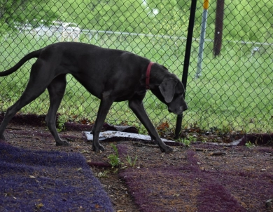 Jessi Jane Jessi Jane Great Dane