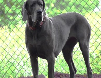 Jessi Jane Jessi Jane Great Dane