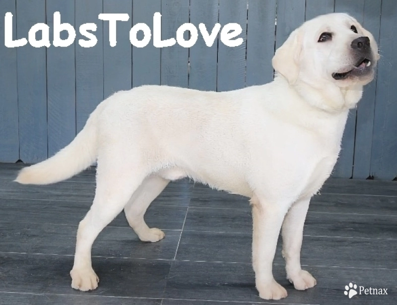 Labs To Love K Labrador Retriever