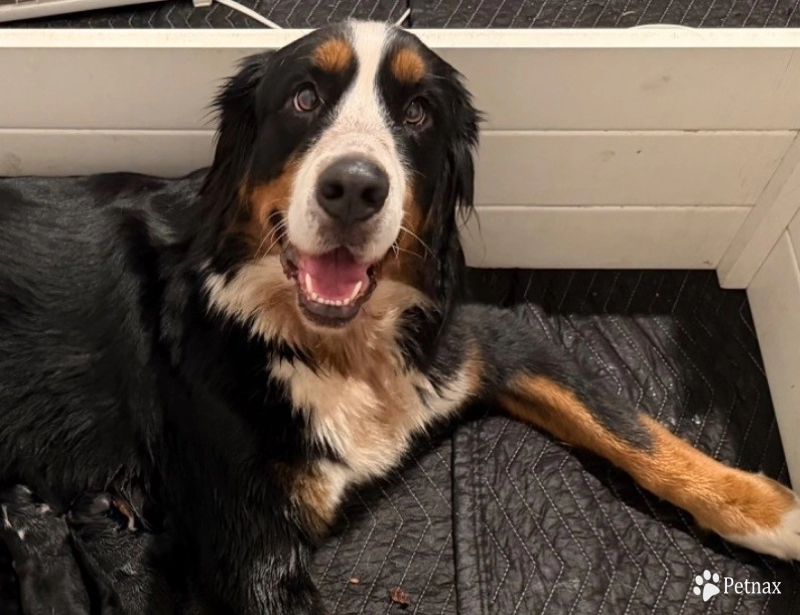 BinnBinn Bernese Mountain Dog