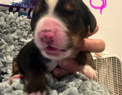 Pink Pink Bernese Mountain Dog