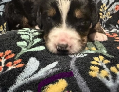 Pink Pink Bernese Mountain Dog