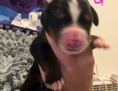 Pink Pink Bernese Mountain Dog