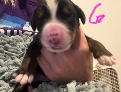 Pink Pink Bernese Mountain Dog