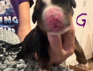 Purple Purple Bernese Mountain Dog