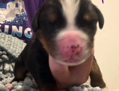 Purple Purple Bernese Mountain Dog