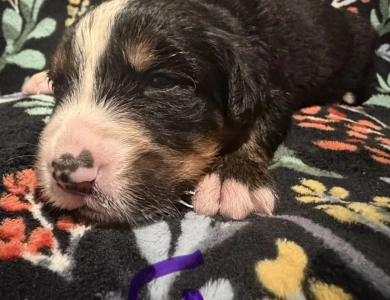 Purple Purple Bernese Mountain Dog