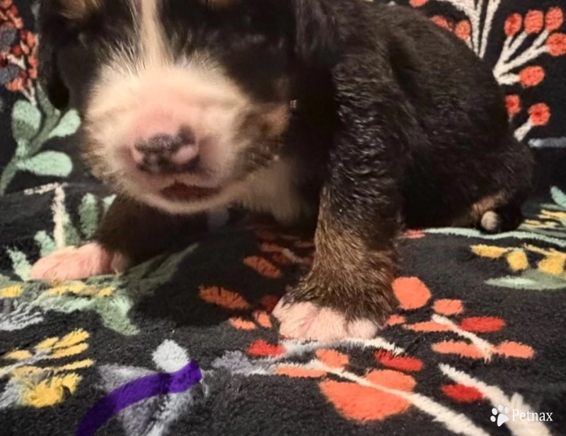 Purple Bernese Mountain Dog