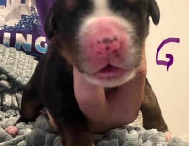 Purple Purple Bernese Mountain Dog