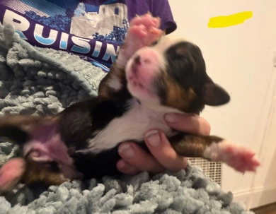 Yellow Yellow Bernese Mountain Dog