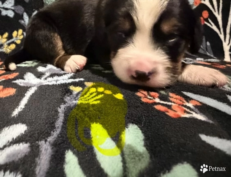 Yellow Bernese Mountain Dog