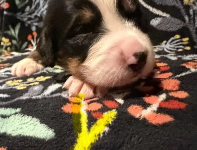 Yellow Yellow Bernese Mountain Dog