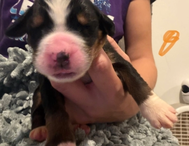 Orange Orange Bernese Mountain Dog