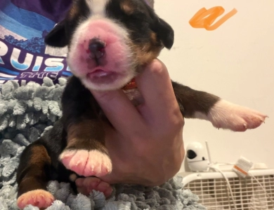 Orange Orange Bernese Mountain Dog