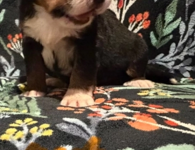 Orange Orange Bernese Mountain Dog