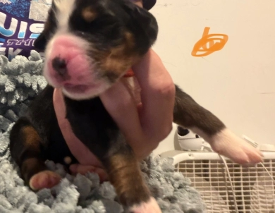 Orange Orange Bernese Mountain Dog