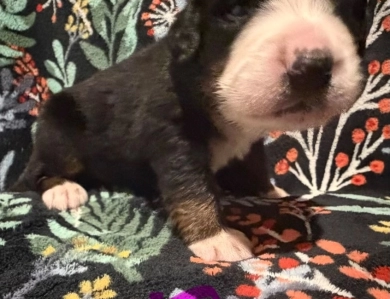 Pink Pink Bernese Mountain Dog