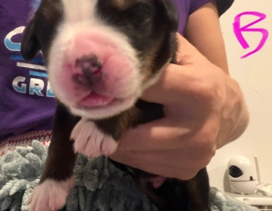 Pink Pink Bernese Mountain Dog